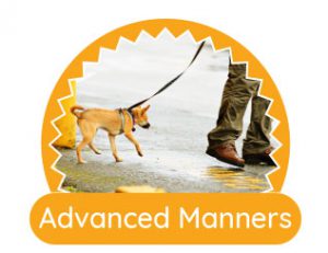 dog training olympia WA dog manners