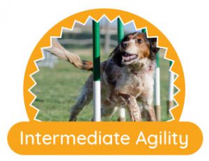 dog agility training Olympia WA intermediate