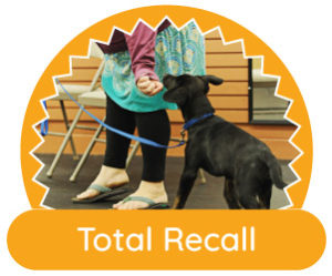 dog training olympia WA total recall