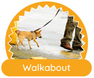 dog training olympia WA walkabout