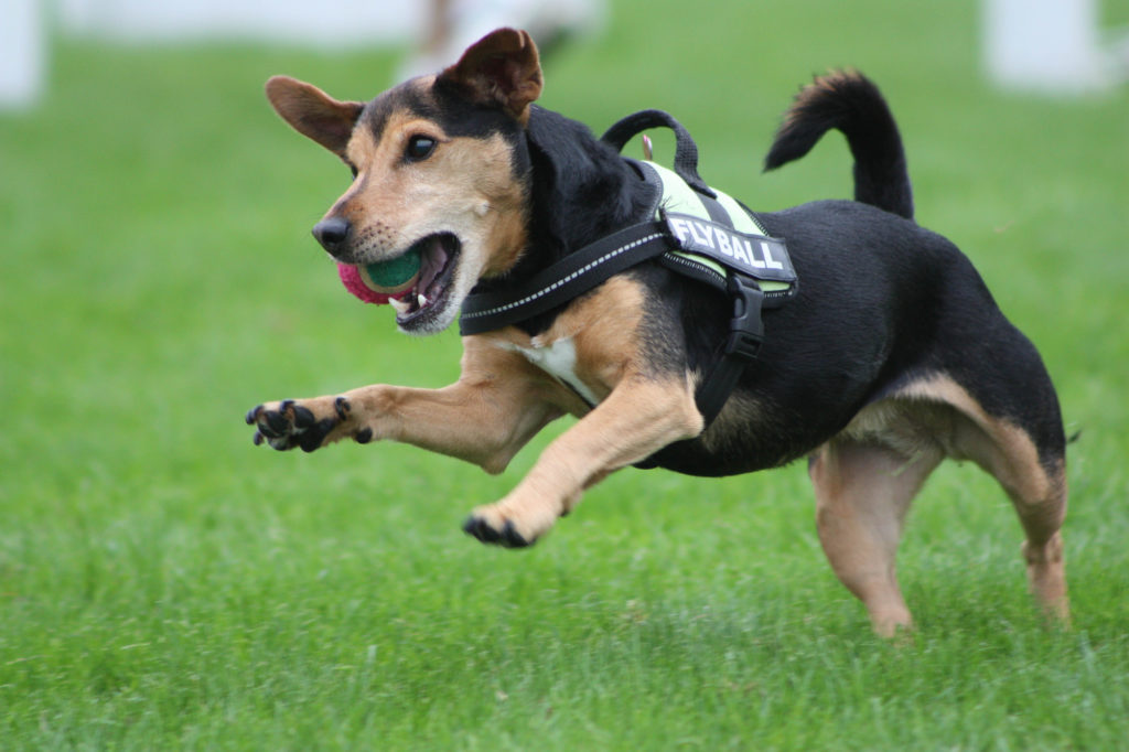 flyball-happy-dog-institute-washington-based-puppy-and-dog-training