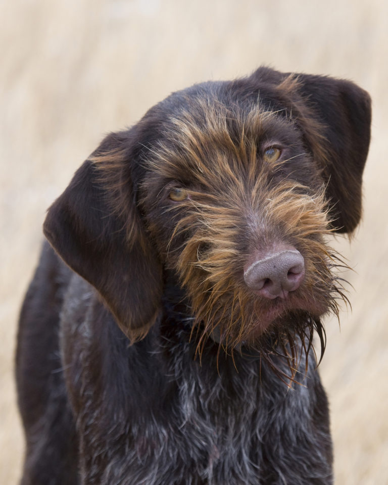 German Wirehaired Pointer Happy Dog Institute Washington Based Puppy and Dog Training