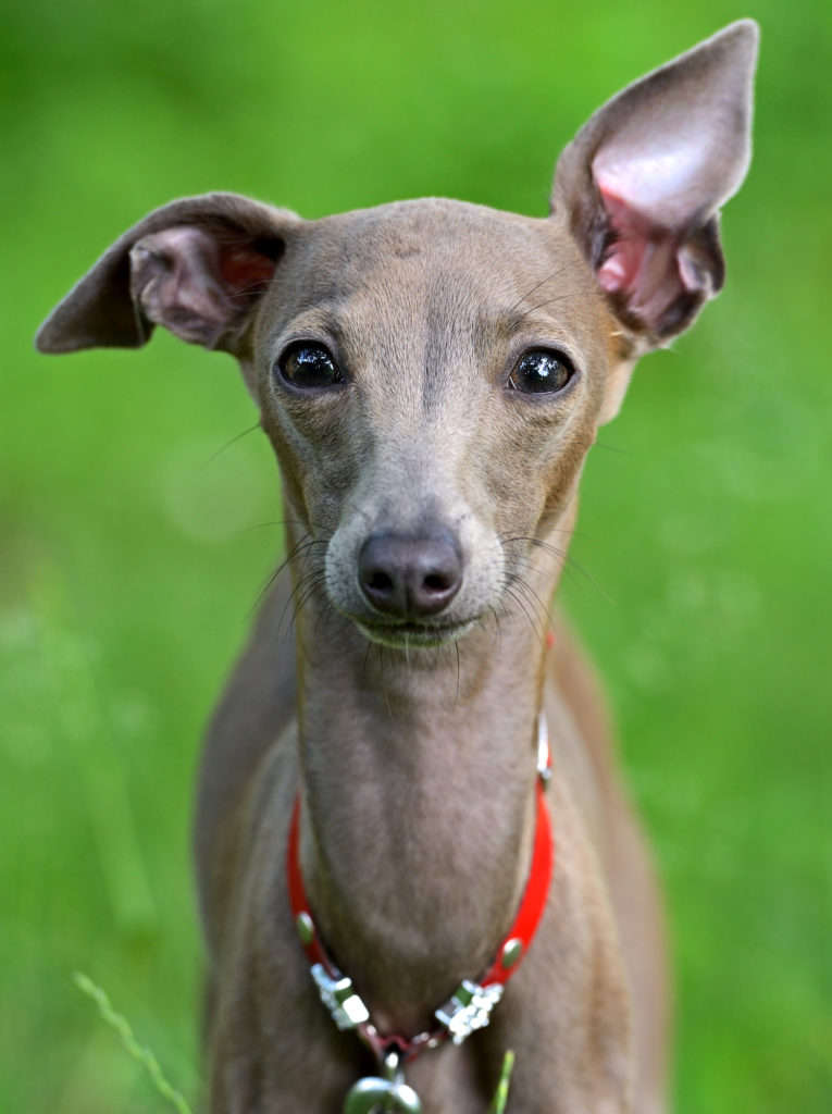 italian greyhound teddy