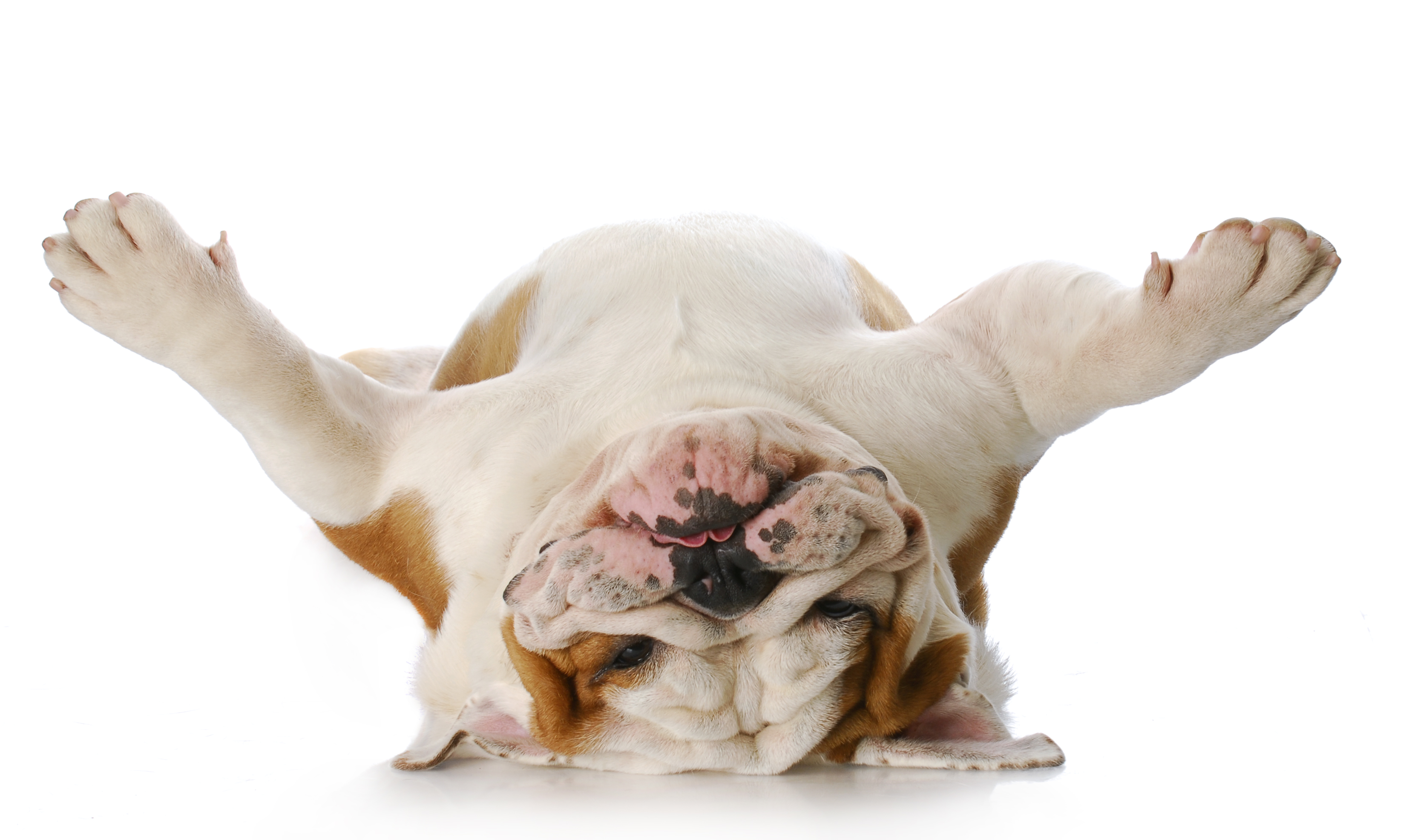 dog-laying-on-his-back-happy-dog-institute-washington-based-puppy-and-dog-training