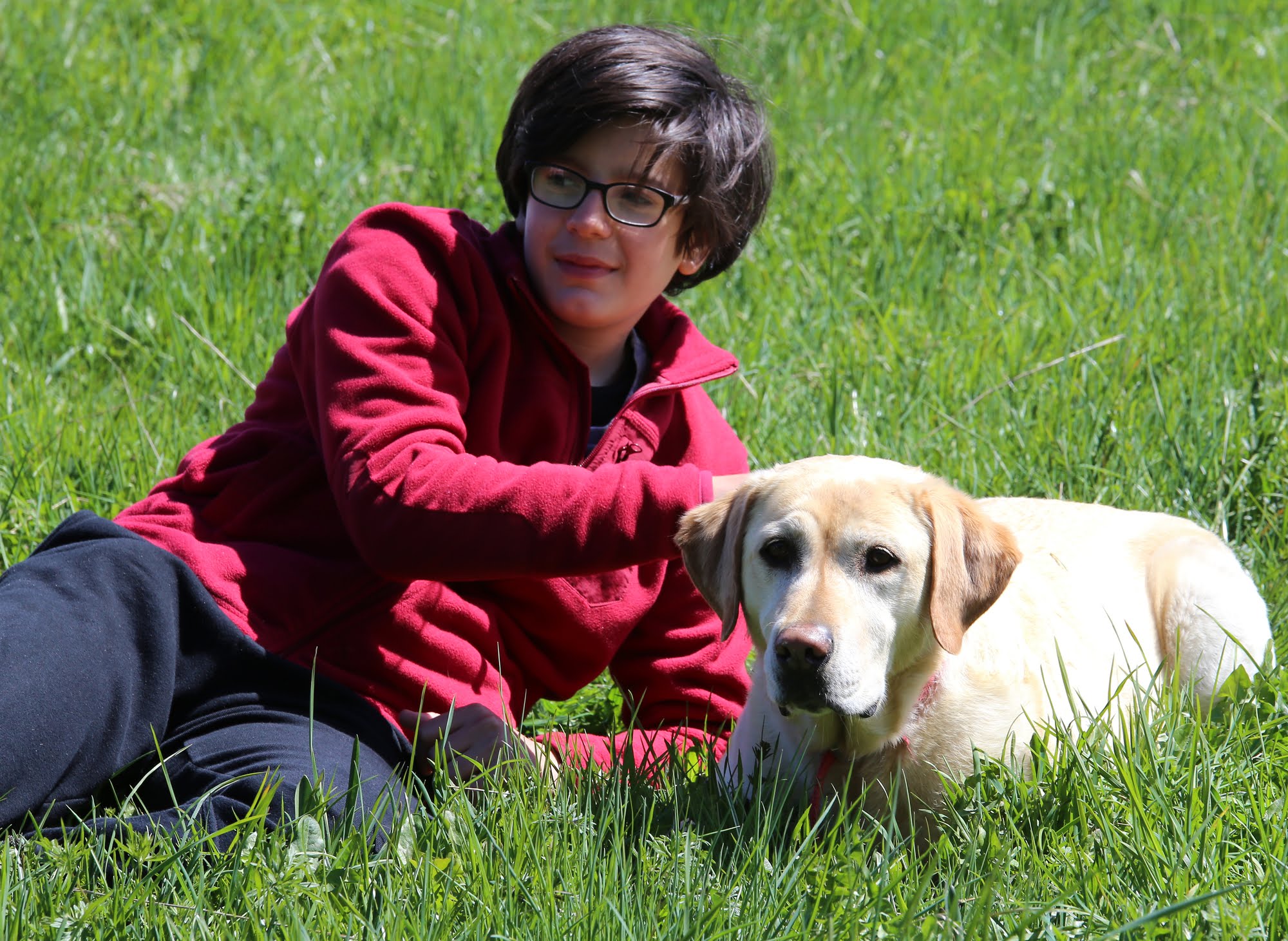 Autism Service Dogs - Happy Dog Institute - Washington Based Puppy and Dog  Training