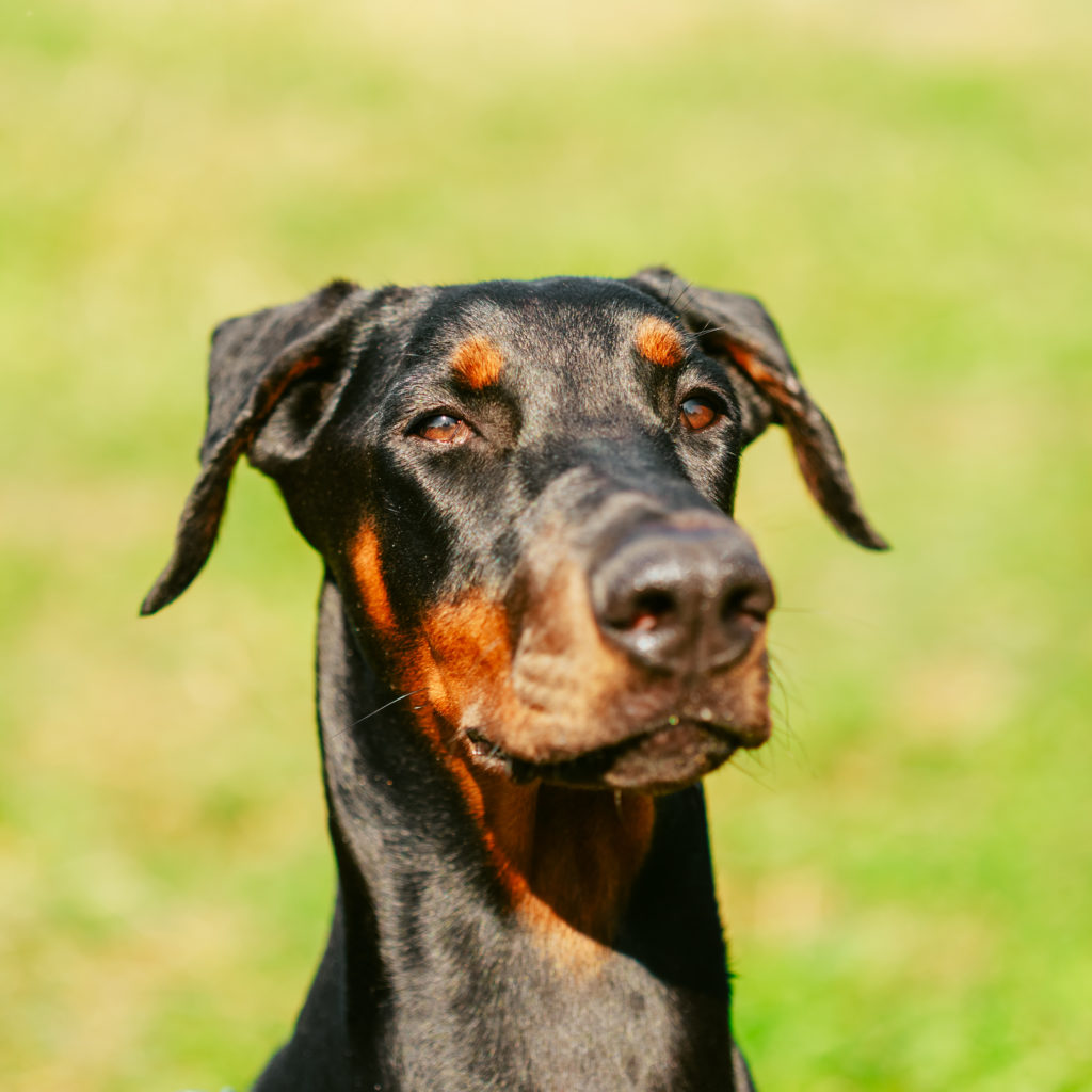 Doberman - Happy Dog Institute - Washington Based Puppy and Dog Training