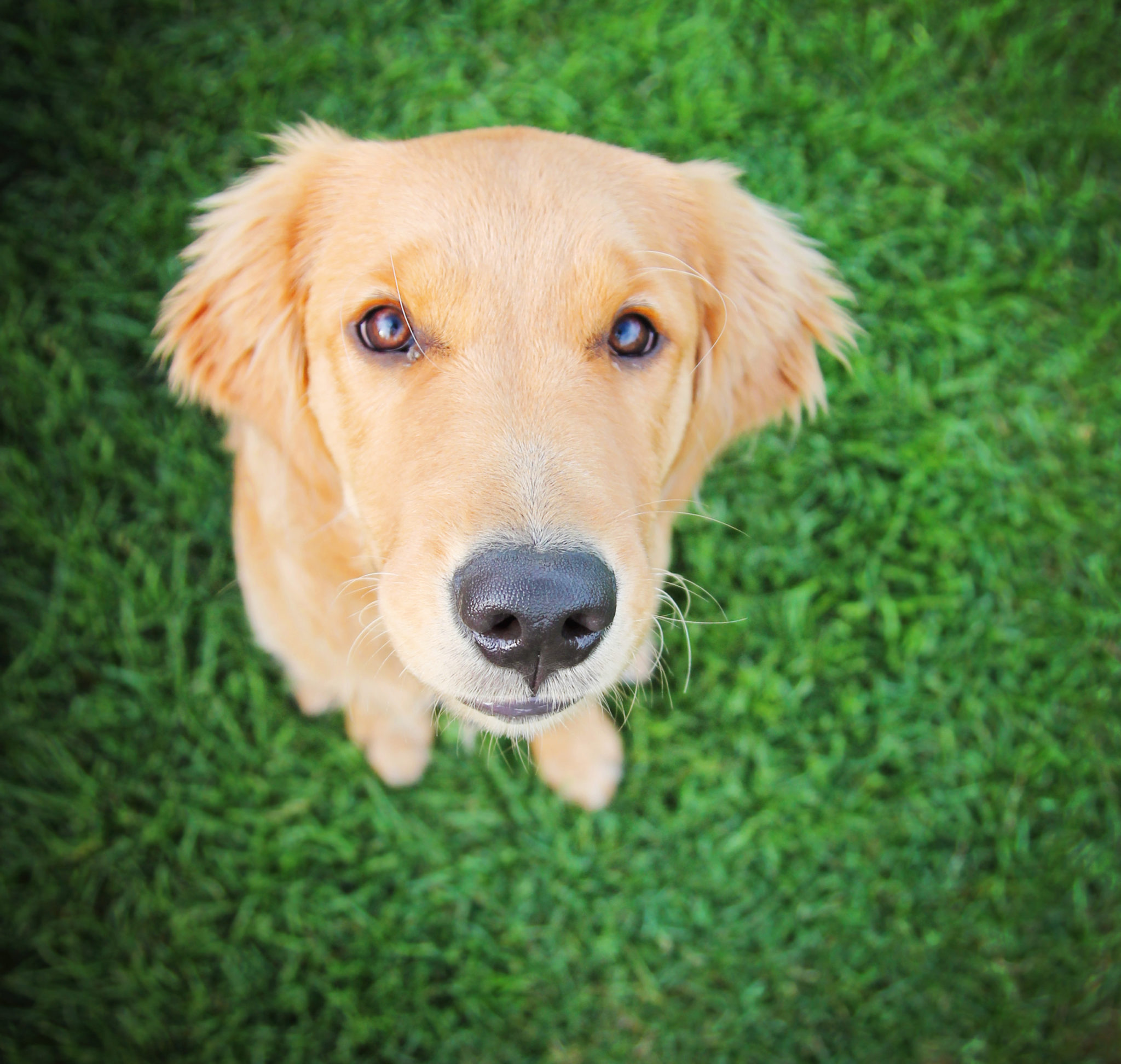 seizure-alert-dogs-happy-dog-institute-washington-based-puppy-and