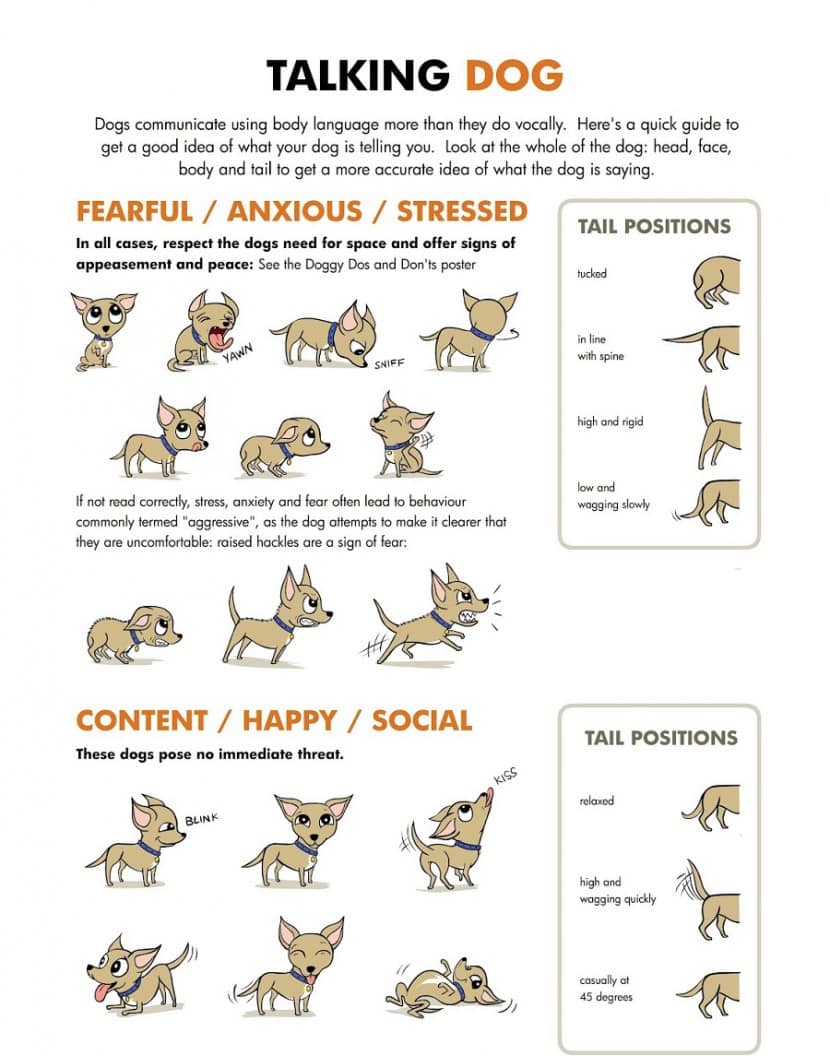 what are the signs of a fearful dog
