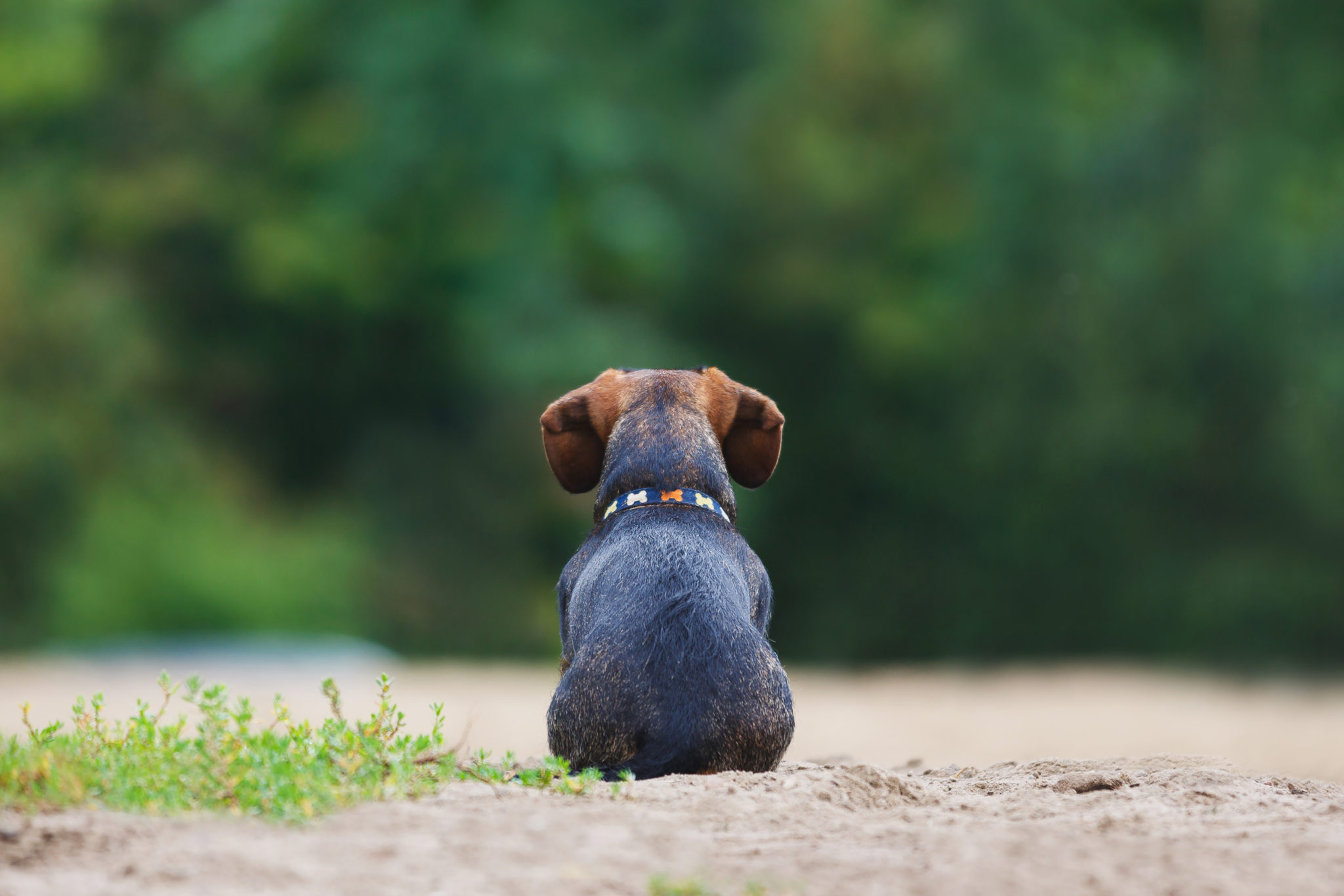 We Can't All Be Social Butterflies - Happy Dog Institute - Washington ...